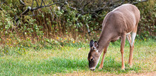 Young Deer Eating Grass On The Side Of The Road On Fire Islands National Sea Shore