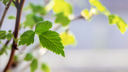 Currant branches with young green leaves, spring background