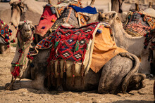 A Camel Smiles For The Camera While Lying Down With Other Camels