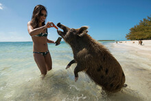 Young Woman Feeding Carrots To Pig At Beach During Summer Vacation