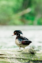 Closeup Portrait Of A Male Wood Duck Standing On A Log