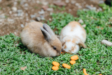 Two Brown rabbit sit on lawn.