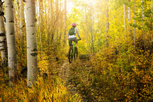 Rear View Of Woman Mountain Biking Amidst Trees In Forest During Autumn
