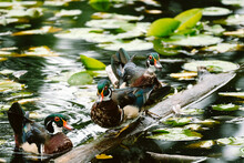 Threw Wood Ducks On A Floating Log In A Pond