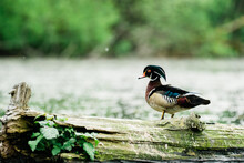 Closeup Up Portrait Of A Male Wood Duck Standing On A Log