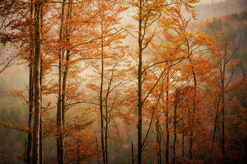 Wall Mural - Autumn mountain landscape Wielka Racza