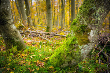 Wall Mural - Autumn mountain landscape Wielka Racza