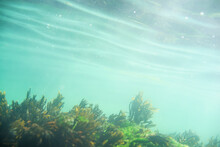 Underwater Atlantic Seaweed Varieties In Shallow Water