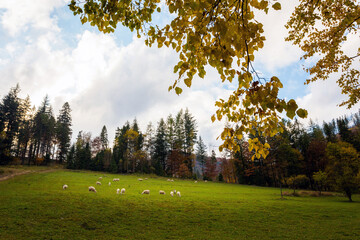 Wall Mural - Sheeps in Autumn Beskidy mountains