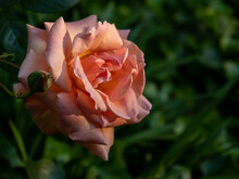 Rose In Full Bloom In Green Garden Lit By Warm Sunlight