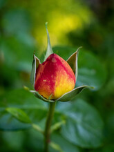 Close Up Of Red Rose Bud In Green Garden Space Yet To Bloom
