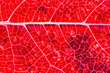 Feuille d'automne rouge en plan rapproché avec réseau des nervures blanches en contraste
