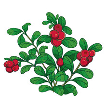 Bush Of Outline Lingonberry Or Cowberry With Ripe Red Berry And Green Leaves Isolated On White Background. 