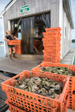 Female Shellfish Farmer Carrying Orange Crate Of Oysters On Dock