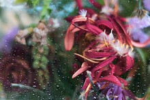 Flowers Behind A Glass Covered With Drops Of Water