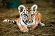 Portrait of a beautiful little tiger cub at the zoo, close up
