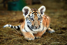 Portrait Of A Beautiful Little Tiger Cub At The Zoo, Close Up