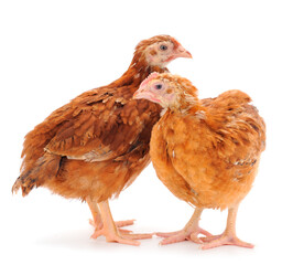 Sticker - Two brown hen isolated.