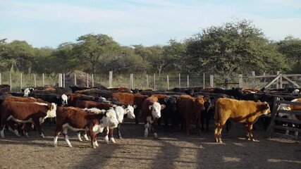 Wall Mural - Loose cows inside the corral, Argentina. 