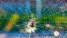 Yellow Garden ORB Weaver Spider In Paris, Texas