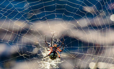 Yellow Garden ORB Weaver Spider in Paris, Texas