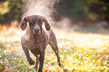 German Shorthaired Pointer Hunting With Steam Rising On Cold Morning