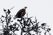 Strong Bald Eagle With White Feathered Head Attentively Watching