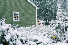 A Little Dog Peeking At The Camera During A Snowfall In The Garden