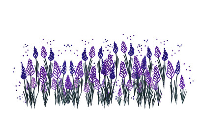 Piante di lavanda, illustrazione isolata su sfondo bianco