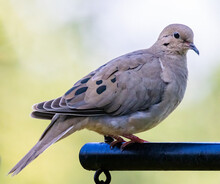 Portrait Of A Mourning Dove Perched On A Pole