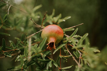 Pomegranate Growing On A Tree