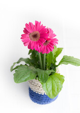 Isolated Pink Double Gerbera Daisy Potted In A Knitted White And Blue Pot Hanged On A White Wall.