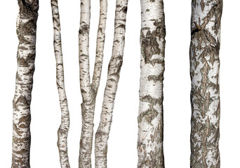 Aufkleber - set of natural birch trunks isolated on white background