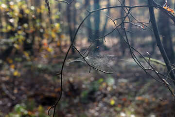 Wall Mural - A spider web refreshed by the sun hangs on the branches