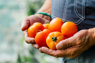 A man holds homemade tomatoes in his hands. The concept of crop.