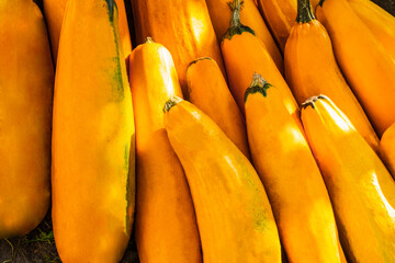 Wall Mural - Yellow squash. Fresh yellow zucchini at outdoor market place. Vegetable marrow courgette or zucchini. Harvest courgette organic ingredient. Organic food