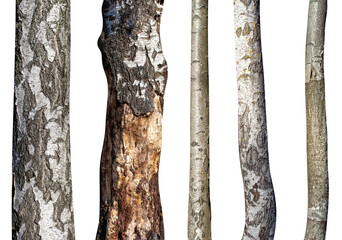 Aufkleber - set of natural birch trunks isolated on white background