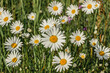 © Eva - Detail of daisy flowers. Spring flower close up.Wonderful fabulous daisies on a meadow in spring. Spring blurred background.Blooming white daisy selective focus.Romantic bright wallpaper.