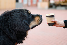 Paper Cup With Coffee In Hand In Front Of The Face Of A Large Black Dog. The Dog Is Offered A Coffee Drink.