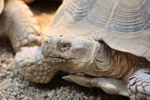 Turtle Head Close-up