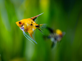 Angelfish swimming in tank fish with blurred background (Pterophyllum scalare)