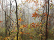 Misty Autumn Woods