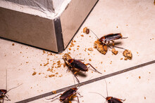 Infestation Of Cockroaches Indoors, Photo At Night, Insects On The Floor Eating Leftover Food