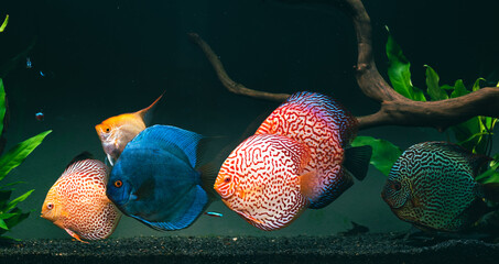 Wall Mural - Colorful fish from the spieces Symphysodon discus in aquarium.