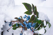 Covered with snow, green and red leaves and blue fruits Mahonia aquifolium, Oregon grape, in winter, selected focus