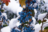 Fototapeta Na sufit - Covered with snow, green and red leaves and blue fruits Mahonia aquifolium, Oregon grape, in winter, selected focus