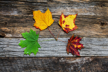 Wall Mural - Four autumn colored leaves on wooden background close up