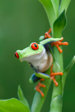 Curious Red-eyed Tree Frog In Rainforest