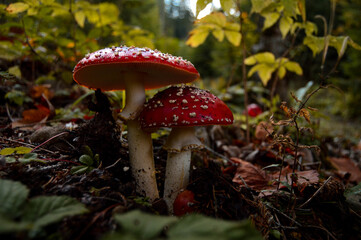 Wall Mural - Closeup of fly agaric mushrooms on the forest ground surrounded by leaves