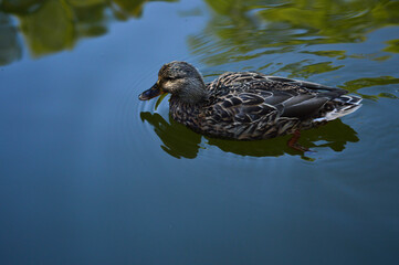 Sticker - Closeup of a cute female mallard swimming in the pond